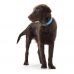 Dog collar Hunter Convenience Turquoise