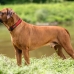 Zgardă pentru câini Hunter Neopren Vario Roșu (35-40 cm)