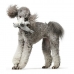 Dog toy Hunter Skagen Grey Seal