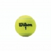 Tennisbolde Wilson Championship XD  (3 pcs)