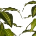 Okrasná rastlina Široký list zelená Plastické (70 x 120 x 70 cm)