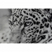 Maľba DKD Home Decor 100 x 2,5 x 100 cm Leopard Koloniálny štýl (2 kusov)