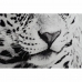 Glezna DKD Home Decor 100 x 2,5 x 100 cm Leoparda Koloniāls (2 gb.)