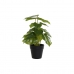 Decoratieve plant DKD Home Decor PVC Polypropyleen 20 x 20 x 30 cm