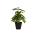 Dekorativ Plante DKD Home Decor PVC polypropylen 20 x 20 x 30 cm