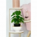 Dekorativ Plante DKD Home Decor PVC polypropylen 20 x 20 x 30 cm