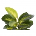 Decoratieve plant DKD Home Decor PVC Polypropyleen 25 x 25 x 30 cm