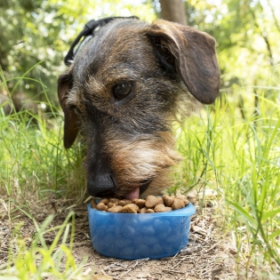 Contenitore Cibo e Acqua Per Cani E Gatti 2 in 1