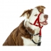 Trainingshalsbanden voor honden Company of Animals Halti Muilkorf (40-54 cm)