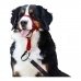 Trainingshalsbanden voor honden Company of Animals Halti Muilkorf (35-48 cm)