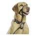 Dressurhalsband für Hunde Company of Animals Halti Schwarz Maulkorb (40-54 cm)