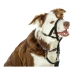 Hundetræning kraver Company of Animals Halti Sort Mundkurv (31-40 cm)