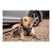 Dog Harness Company of Animals CarSafe Black Size S