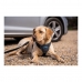 Arnés para Perro Company of Animals CarSafe Negro Talla M