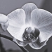 Drobė Orchidėja 65 x 2 x 95 cm Gėlė