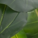 Ukrasna Biljka 75 x 60 x 155 cm Zelena Philodendro
