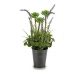 Decoratieve plant 8430852222176 Lavendel Paars Metaal Wit Groen Plastic 13 x 40 x 13 cm