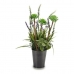 Decoratieve plant 8430852222176 Lavendel Paars Metaal Wit Groen Plastic 13 x 40 x 13 cm