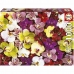 Puzzle Educa Orchidej 1000 Kusy