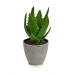 Dekorationspflanze Aloe Vera 14 x 21 x 14 cm Grau grün Kunststoff (6 Stück)