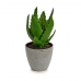 Dekorativní rostlina Aloe Vera 14 x 21 x 14 cm Šedý Zelená Plastické (6 kusů)