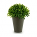 Dekorativní rostlina Plastické 13 x 16 x 13 cm Zelená Šedý (12 kusů)