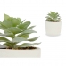 Dekoratyvinis augalas Sultingi Plastmasinis 14 x 13,5 x 14 cm (12 vnt.)