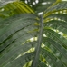 Dekorativ plante Polyetylen Palmera 170 cm