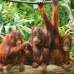 Palapeli Colorbaby Orangutan 6 osaa 68 x 50 x 0,1 cm