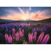 Puzzle Ravensburger 17492 Lupines 500 Pezzi