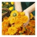 Schutzcreme Calendula Weleda 090540X7 75 ml