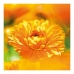 Защитный крем Calendula Weleda 090540X7 75 ml