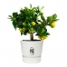 Bloempot Elho 0464344715000 Wit Cirkelvormig