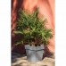 Plantador EDA Tuscany Cinzento Cinzento escuro Quadrado Ø 50 cm