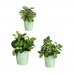 Pottenset Groen Klei (6 Stuks)