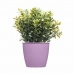 Planter Stefanplast Academy Plast 11,3 x 10 x 11,3 cm (60 enheter)