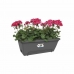 Bloempot Elho barcelona xl allin1 55cm Zwart Antraciet Polypropyleen Plastic Rechthoekig 33,5 x 54,5 x 23 cm