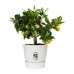 Bloempot Elho Greenville Rond Wit Plastic (Ø 29,5 x 27,8 cm)