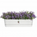 Planter Elho   Hvit 70 cm Plast