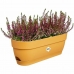 Plantenbak Elho   50 cm Plastic