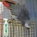 Insecticide Menforsan Vogels 750 ml