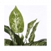 Decoratieve plant Mica Decorations Dieffenbachia Dieffenbachia Groen PVC (15,7 x 70 cm)