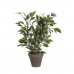 Dekorativ Plante Mica Decorations 4 x 11,5 cm Keramikk PVC Fig