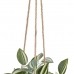 Planta Decorativa 24 x 35 x 25 cm Branco Verde PVC