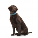 Dog collar Hunter Convenience 47-55 cm L Turquoise