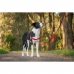 Pas za psa Red Dingo 84-119 cm Rdeča XL