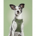 Arnês para Cães Gloria 45-47 cm Verde M 32,8-35,4 cm