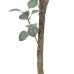 Dekorativ Plante Polyetylen Eucalyptus 80 x 82 x 180 cm