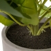 Decoratieve plant Cement PEVA Lakens 11,5 x 11,5 x 39 cm