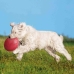 Frisbee Trixie   Blå Orange Gummi Naturgummi